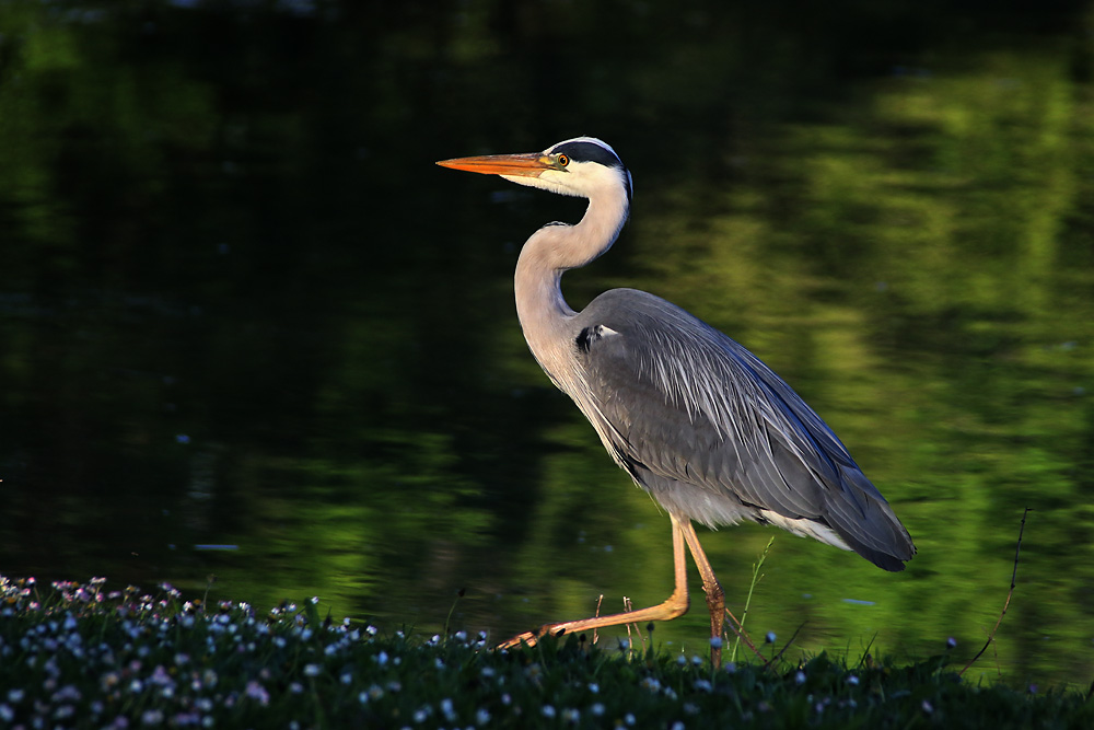 Spaziergang am Ufer