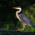 Spaziergang am Ufer