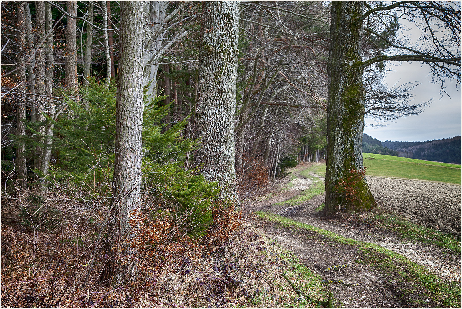 Spaziergang am Waldesrand