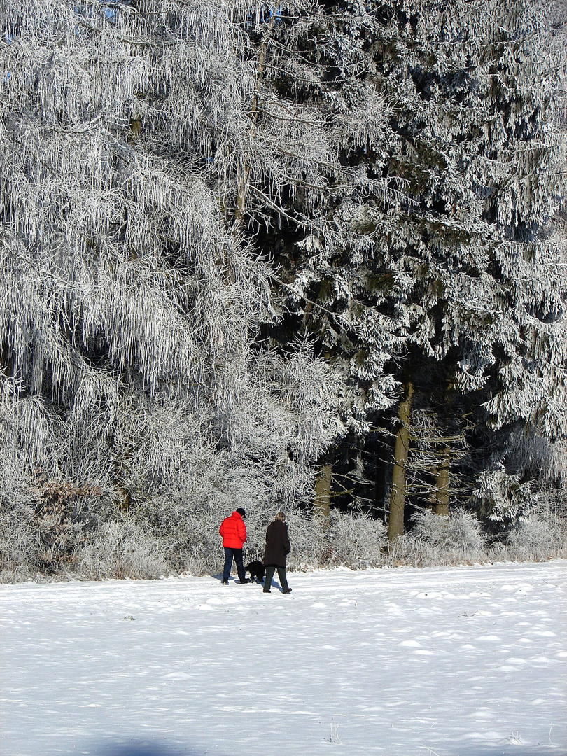 Spaziergang am Waldrand bei starkem Frost 