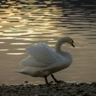 Spaziergang am Wasser...