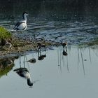 Spaziergang   am Wasser                                                              