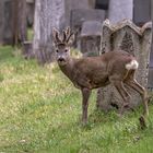 Spaziergang am Wiener Zentralfriedhof