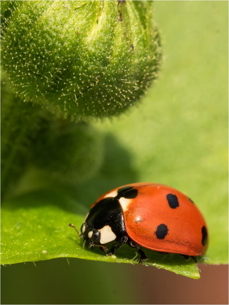 Spaziergang an der Knospe