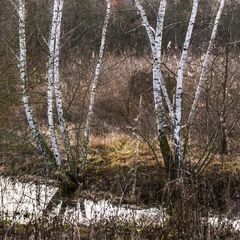 Spaziergang an der Leine III - Hannover