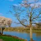 Spaziergang an der Mosel.2