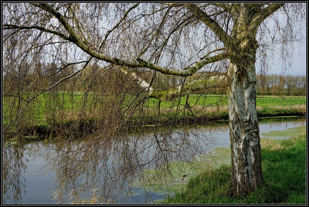 Spaziergang an der Niers II