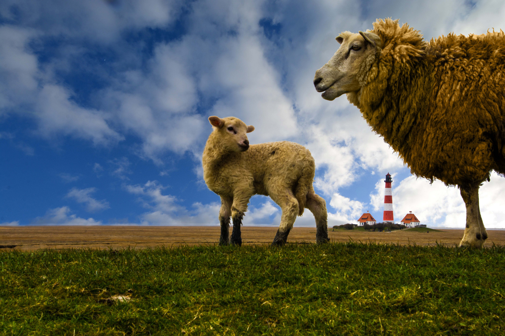 Spaziergang auf dem Deich in Westerhever