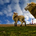 Spaziergang auf dem Deich in Westerhever