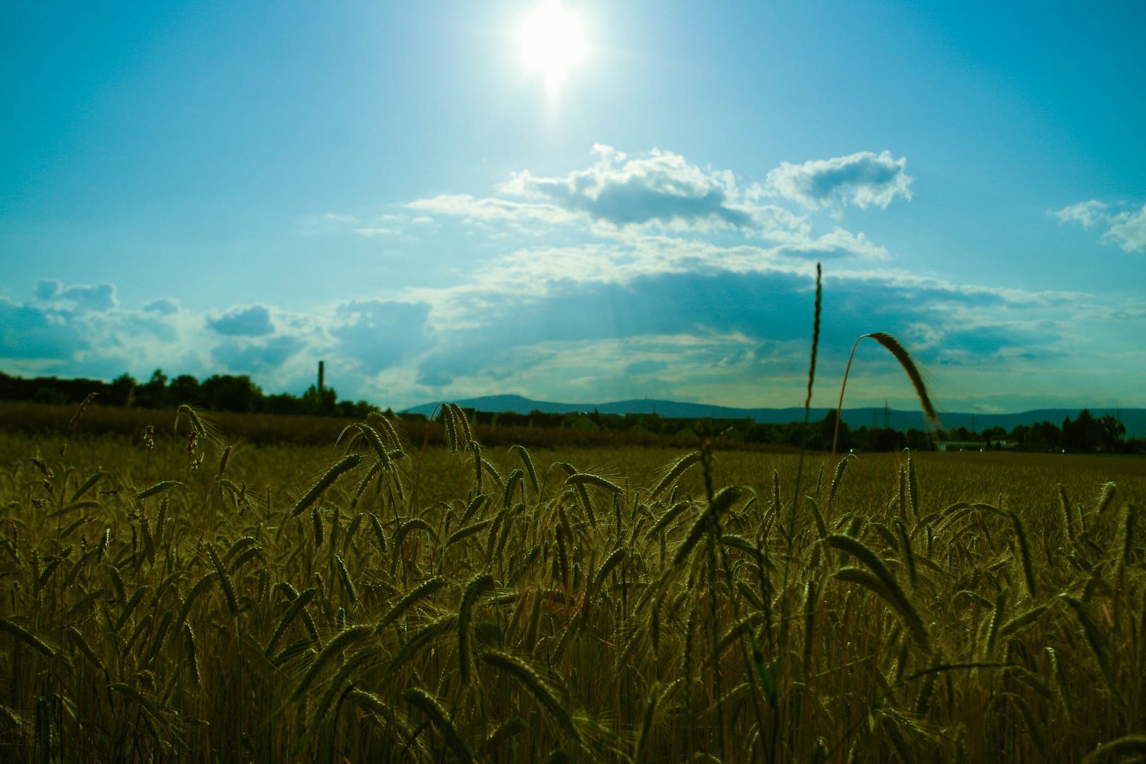 Spaziergang auf dem Feld