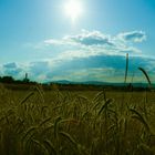 Spaziergang auf dem Feld