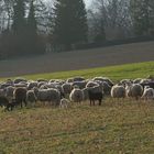 ...Spaziergang auf dem Jägerhaus