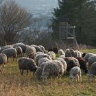 ...Spaziergang auf dem Jägerhaus