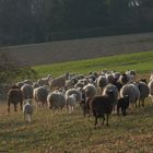 ...Spaziergang auf dem Jägerhaus