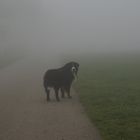 ..Spaziergang auf dem Jägerhaus