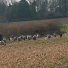 ...Spaziergang auf dem Jägerhaus