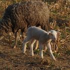 ...Spaziergang auf dem Jägerhaus