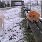 Spaziergang auf dem Sportplatz (paseo en el campo de deportes)