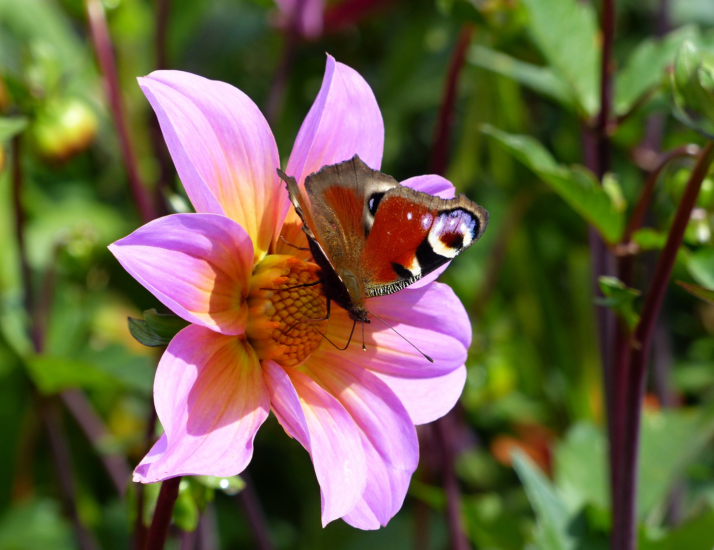 Spaziergang auf der Dahlienblüte