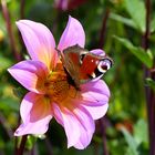 Spaziergang auf der Dahlienblüte