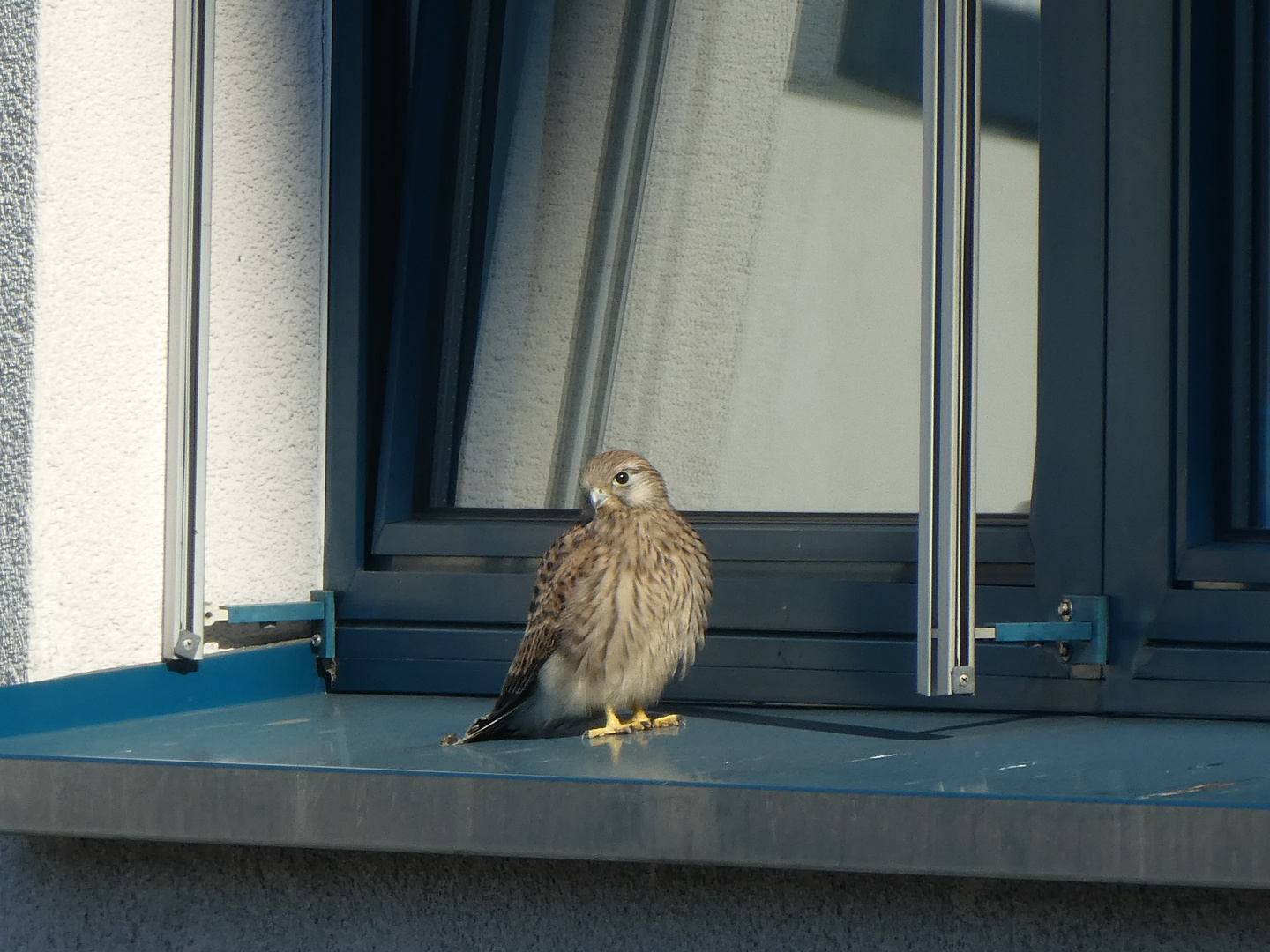 Spaziergang auf der Fensterbank 