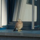 Spaziergang auf der Fensterbank 