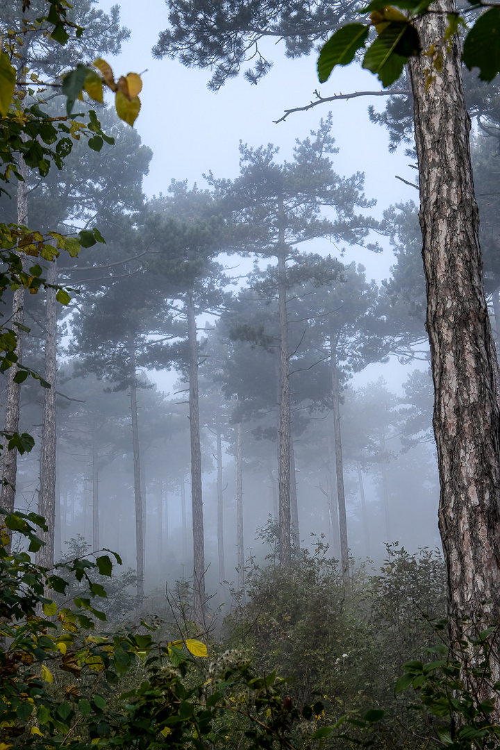 Spaziergang auf der Perchtoldsdorfer Heide im Morgennebel