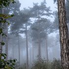 Spaziergang auf der Perchtoldsdorfer Heide im Morgennebel