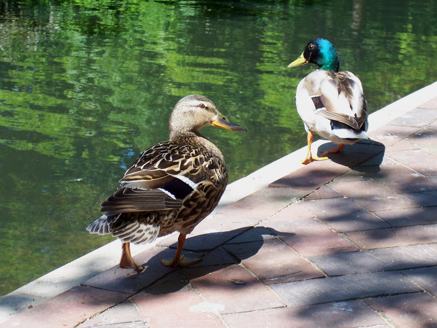 Spaziergang auf der Promenade