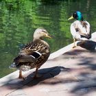 Spaziergang auf der Promenade