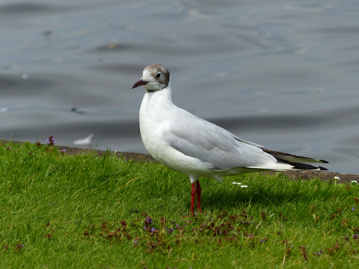 Spaziergang auf der Wiese