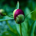 Spaziergang auf Paeonia