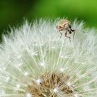 Spaziergang auf Pusteblume