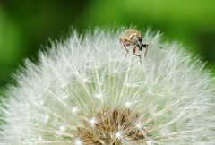 Spaziergang auf Pusteblume