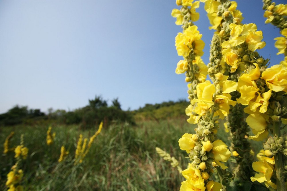 Spaziergang auf Rügen ...