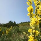 Spaziergang auf Rügen ...