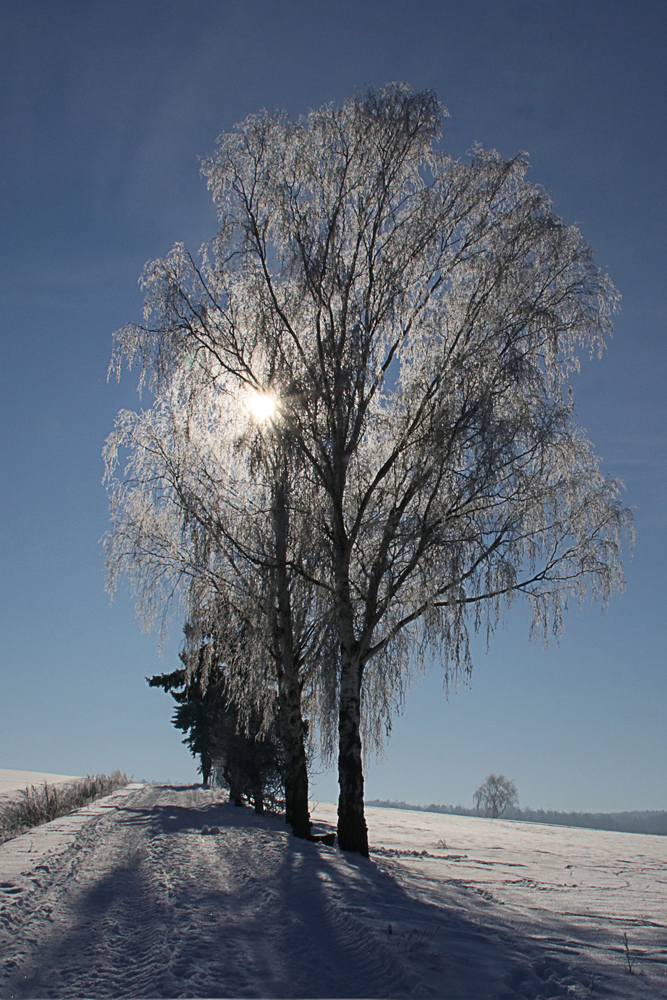 Spaziergang bei Sonne und Schnee