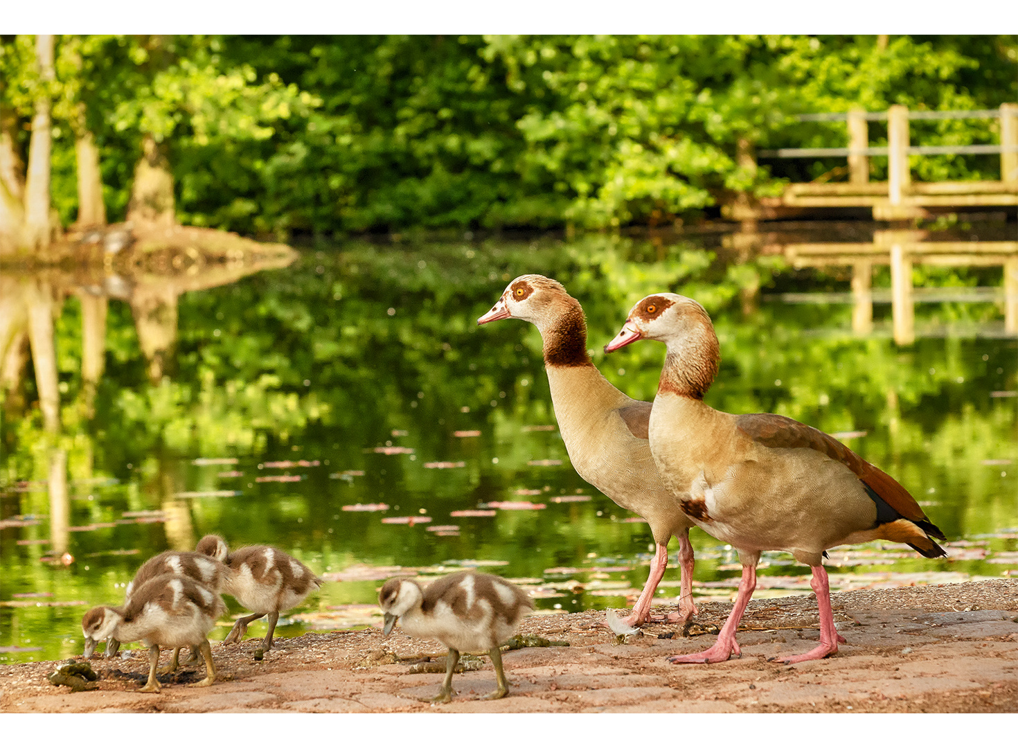 Spaziergang der Nilgansfamilie