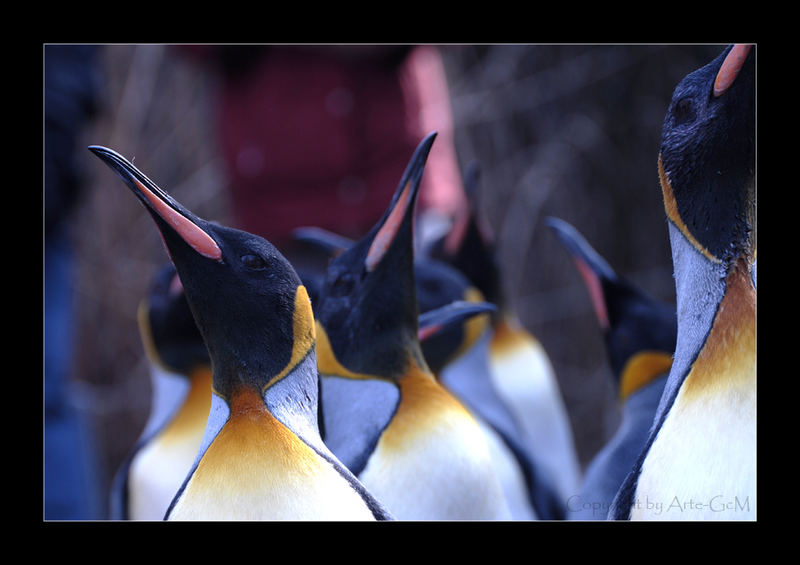 Spaziergang der Pinguine 1