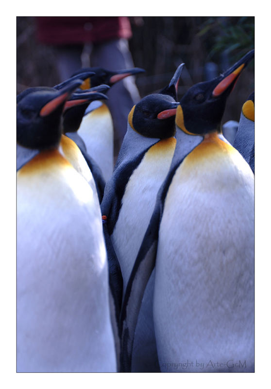 Spaziergang der Pinguine 2