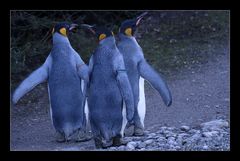 Spaziergang der Pinguine 3