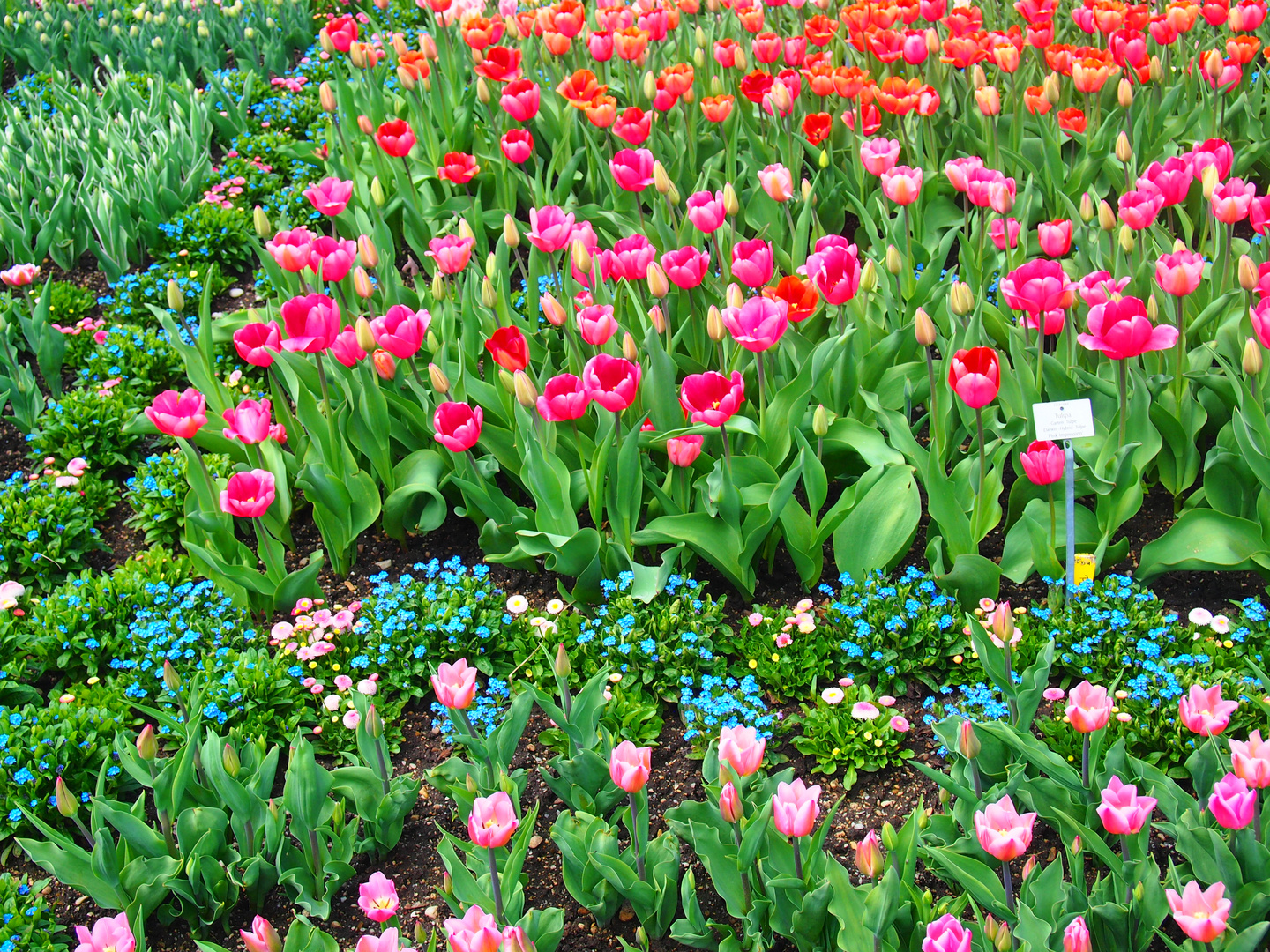 Spaziergang durch botanischen Garten/München I