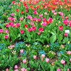 Spaziergang durch botanischen Garten/München I