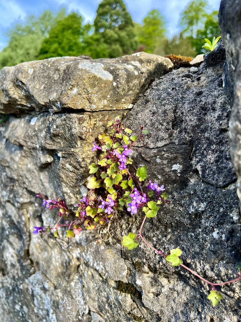 Spaziergang durch Culross/Schottland