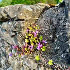 Spaziergang durch Culross/Schottland