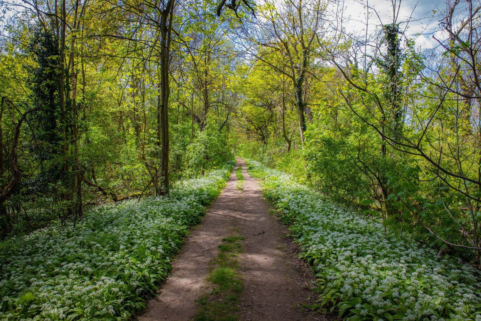 Spaziergang durch den Bärlauchwald