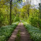 Spaziergang durch den Bärlauchwald