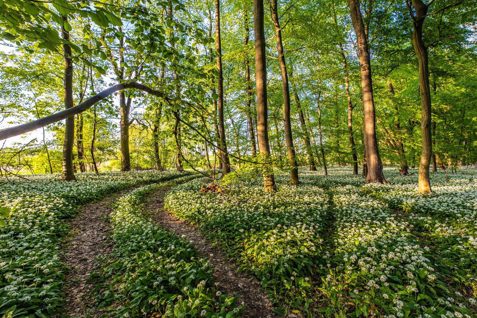 Spaziergang durch den Bärlauchwald