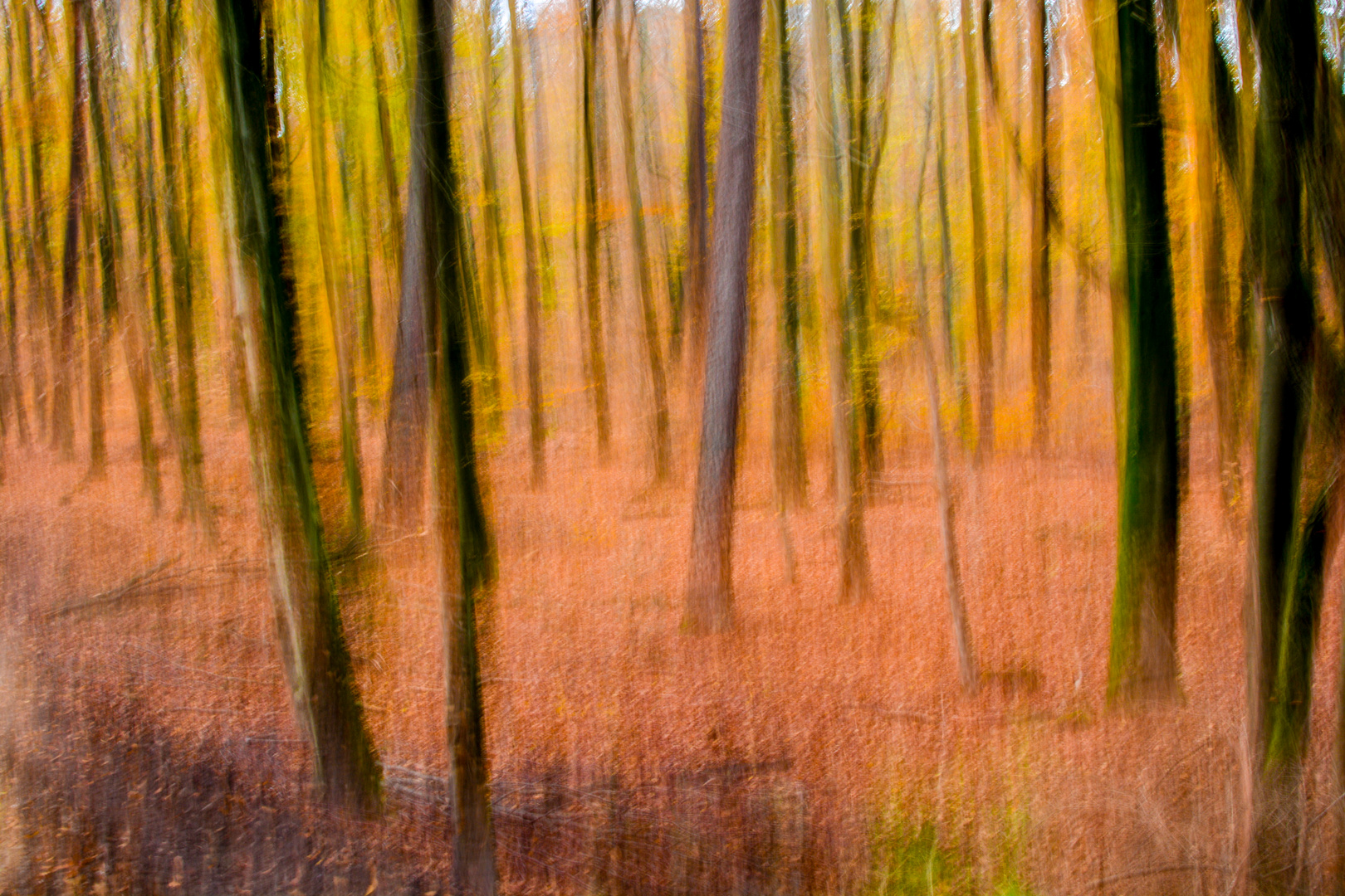 Spaziergang durch den barocken Herbstwald