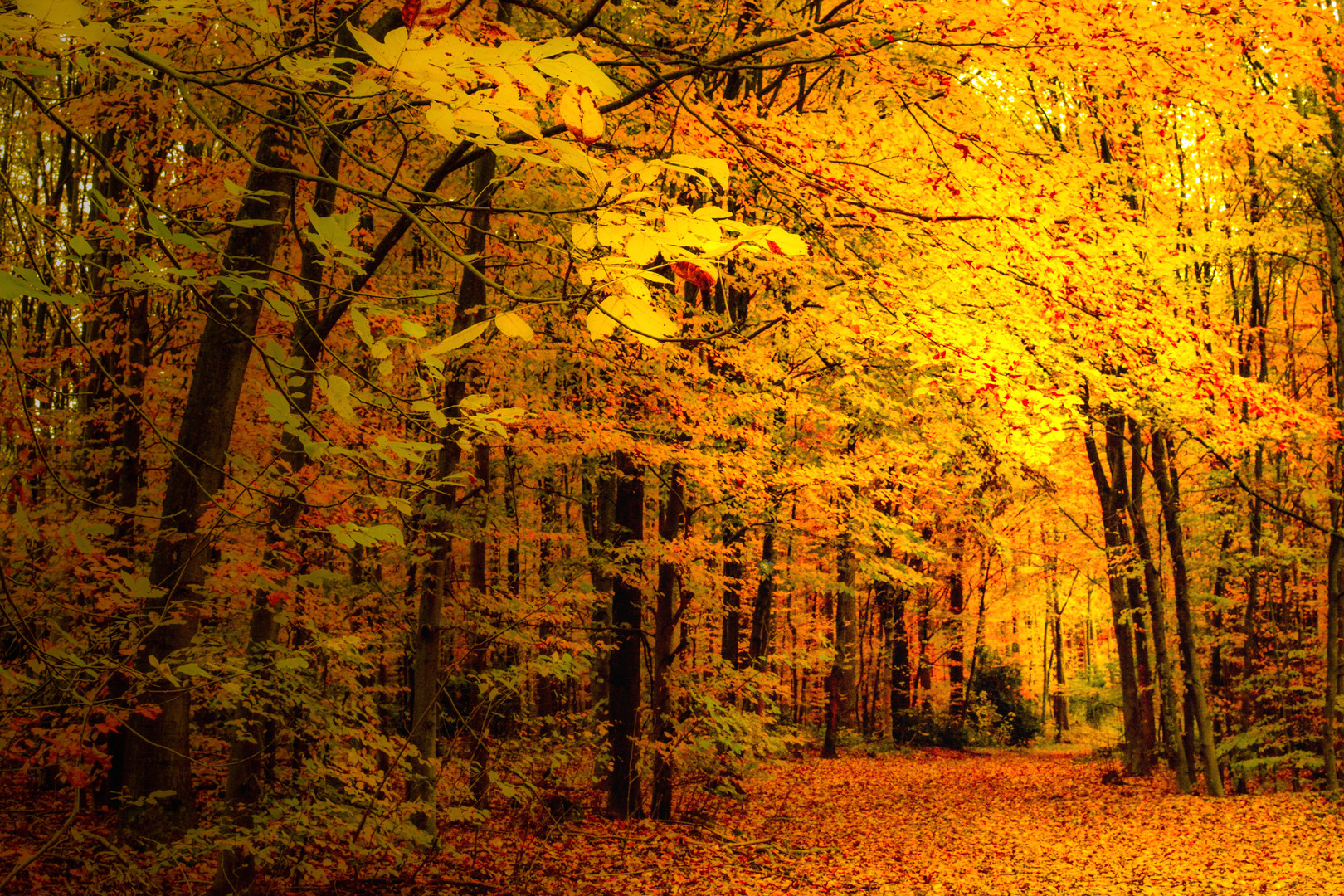 Spaziergang durch den barocken Herbstwald